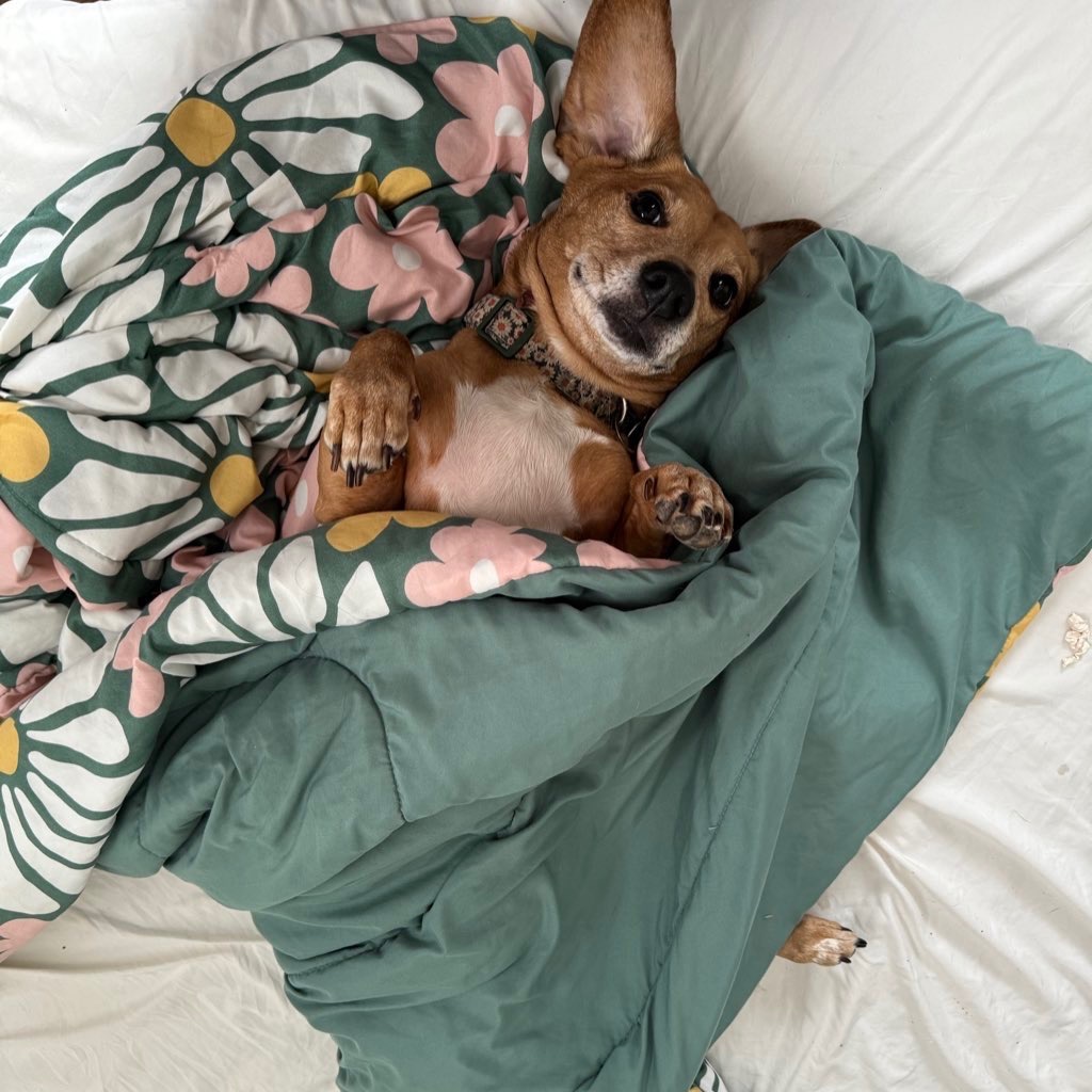 Daisy the dog